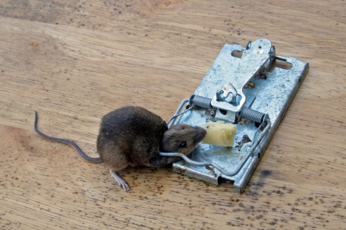 rat cleanup