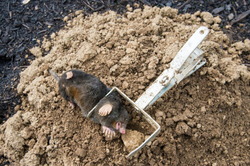 rodent cleanup 2