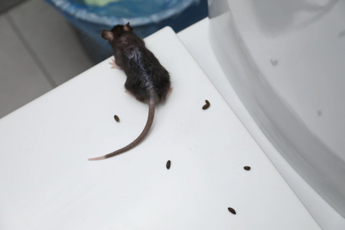 rodent droppings cleanup
