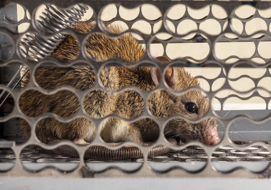 Rodent Contamination Prevention and Hantavirus Cleanup in Las Vegas, NV