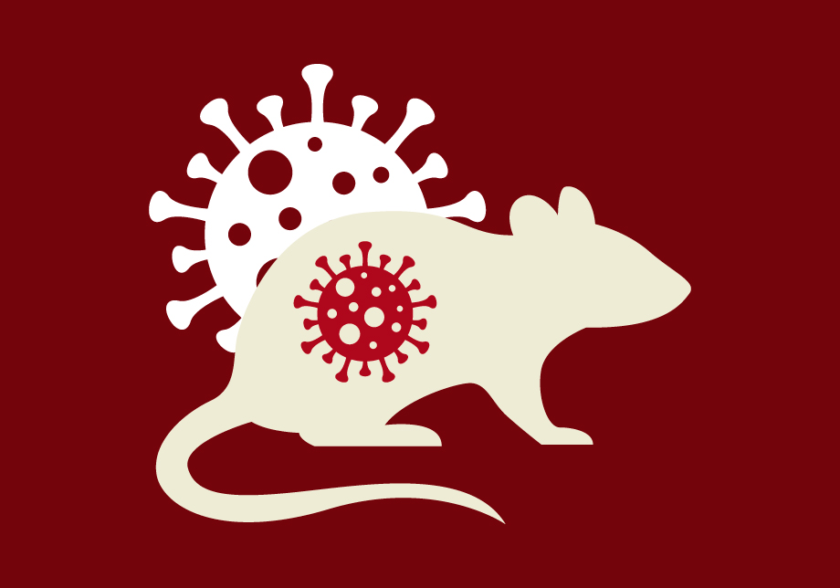 Rodent Infestation and Hantavirus Contamination Concerns in Las Vegas, NV