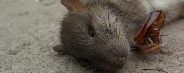 Rodent Cleanup, Rodent Droppings Cleanup, and Rat Cleanup in Henderson, NV