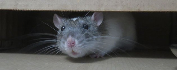 Rat & Rodent Cleanup Services <span>In Boulder City, Henderson, Las Vegas, Moapa Valley, North Las Vegas, Pahrump, NV, and the Surrounding Areas.</span>